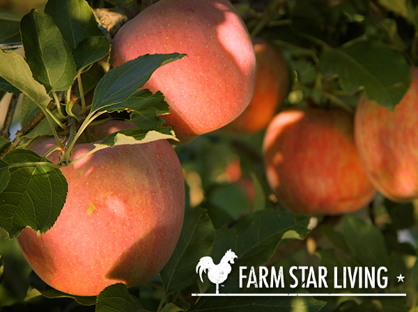 Starr Ranch Organic Apples